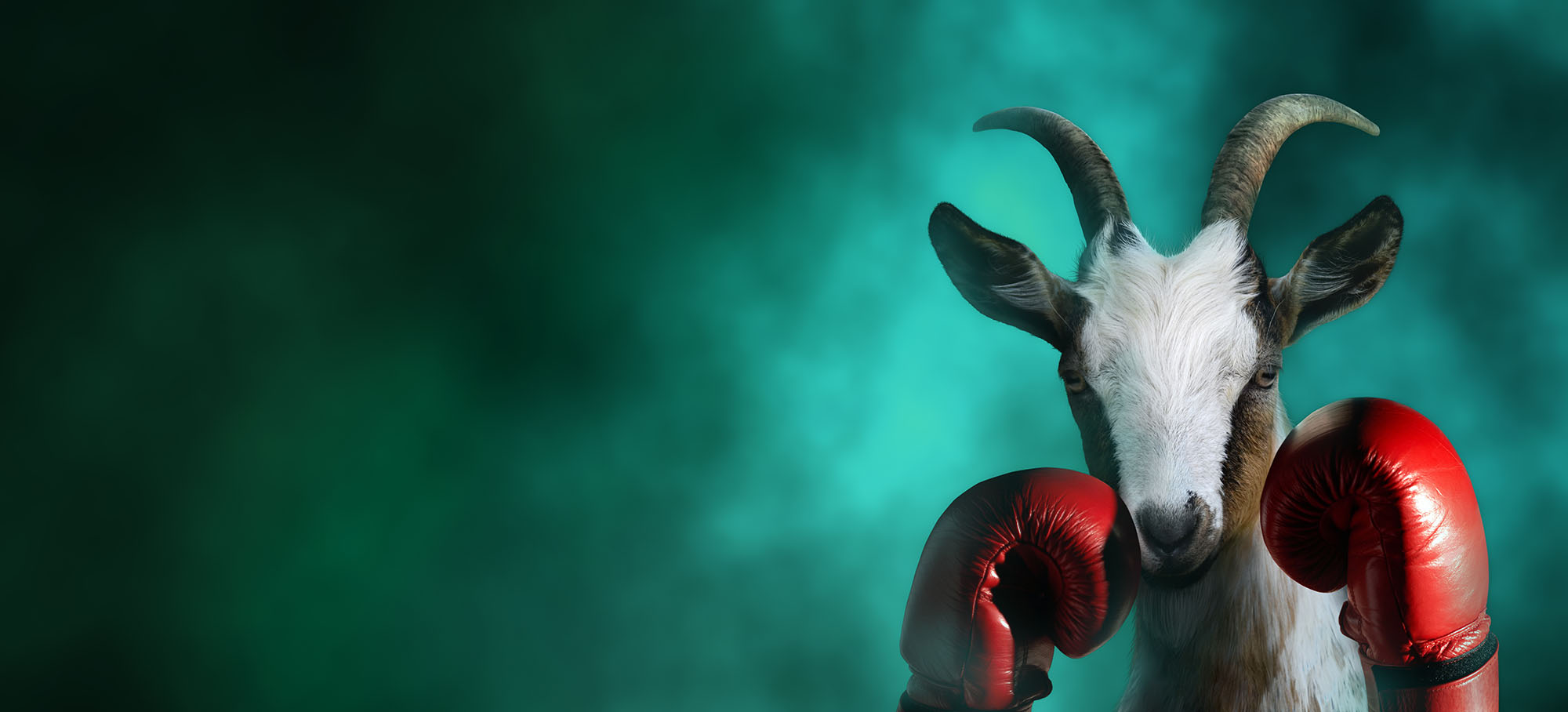 Goat With Boxing Gloves - funstarts33