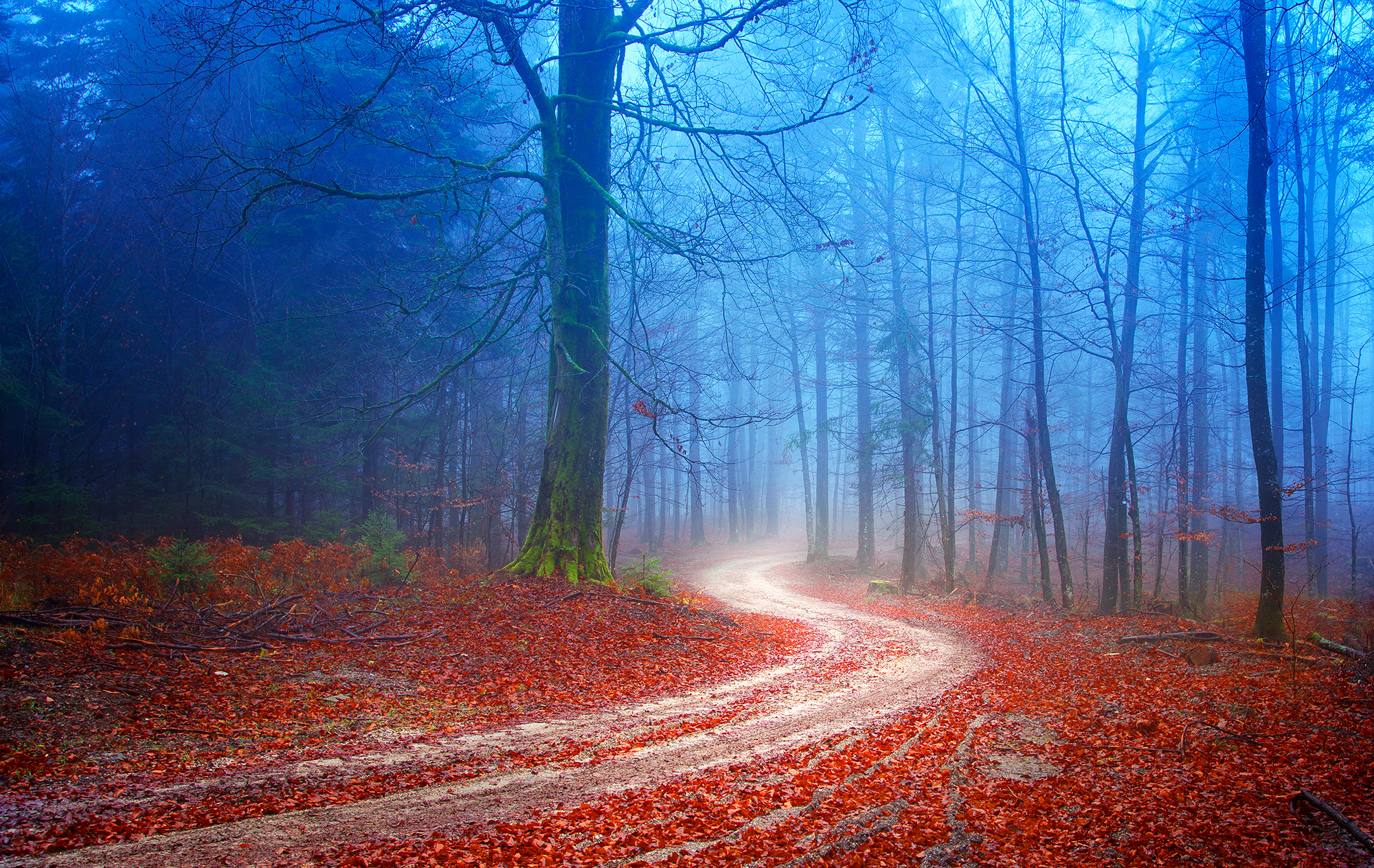 Red autumnal leaves slightly obscure a misty road that curves through the forest (Credit: robsonphoto, edited)