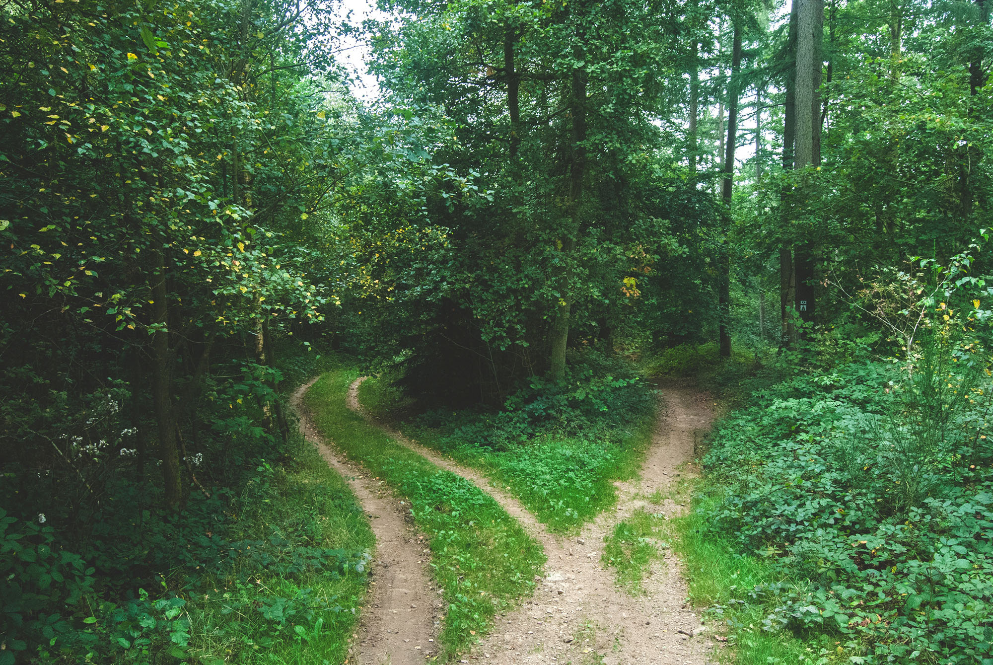 A path in the forest diverges into two paths, but it seems as if they might curve back together on the far side of the trees and become one path again.