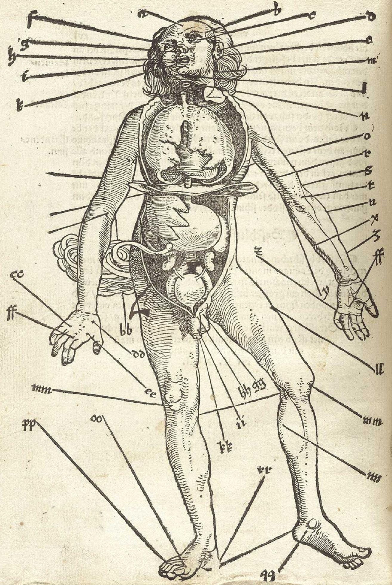 anatomical drawing